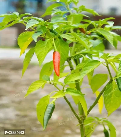 Baishnab Chili seed wq 150seedCW29 CHILLI MIRCHI HYBRID SEED150PIECE