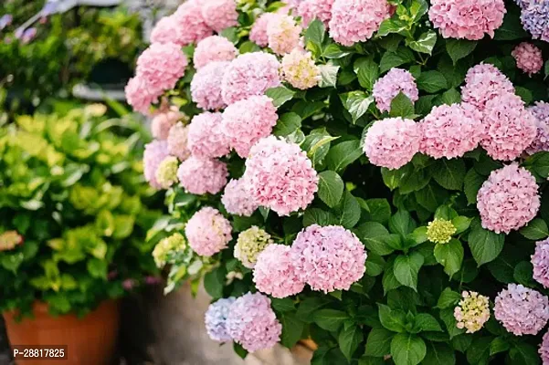 Baishnab  Hydrangea plant 00uug Hydrangea Plant