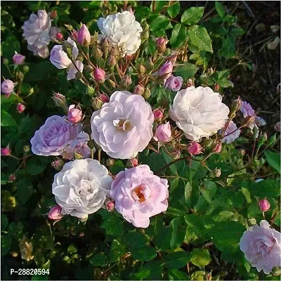 Baishnab  Noisette Rose Rose Plant