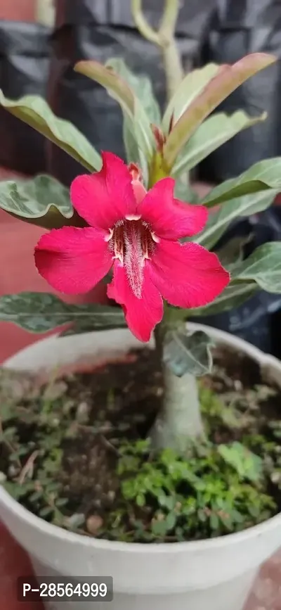 Baishnab Adenium Plant ADENIUM PLANT AAWW45-thumb0