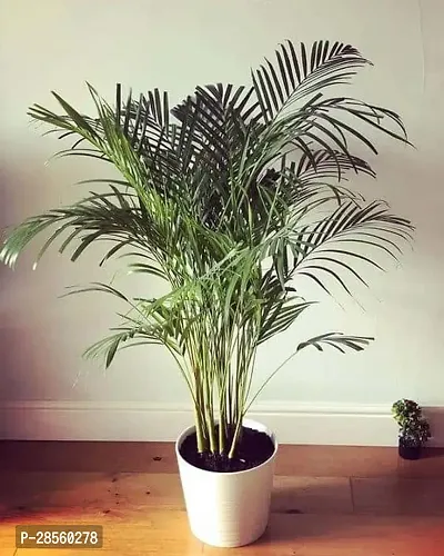 Baishnab Areca Palm HTZX47-thumb0