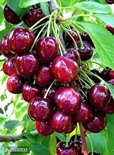 Baishnab Cherry Fruit Plant cherry36-thumb0