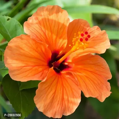 Baishnab Hibiscus Plant Pune Veraites Orange HibiscusJobaV-2 Live Plant-thumb0