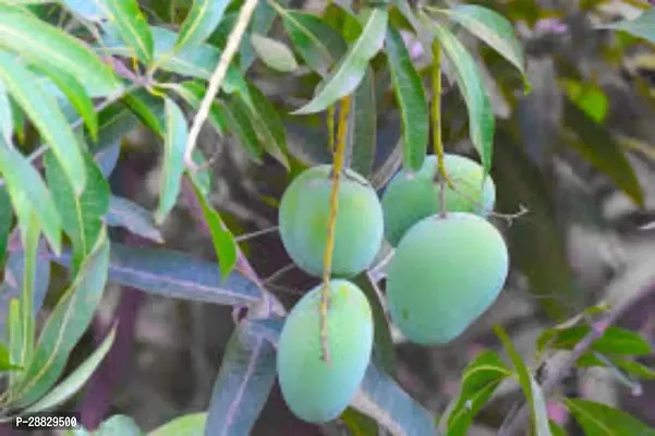 Baishnab  Alltime Grafted Mango A10 Mango Plant-thumb0