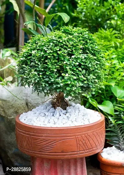 Baishnab  Table kamini plnt Dwarf Bonsai Succulent