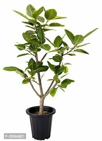 Baishnab Ficus Plant 67