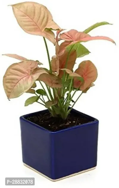 Baishnab  Pink Syngonium PlantMoney Plant Money Pl-thumb0