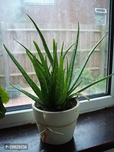 Baishnab  Aloe Vera Plant CF00021 Aloe Vera Plant-thumb0