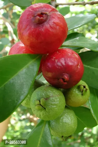 Baishnab Guava Plant Thai Strawberry Gua1va Plant A131-thumb0