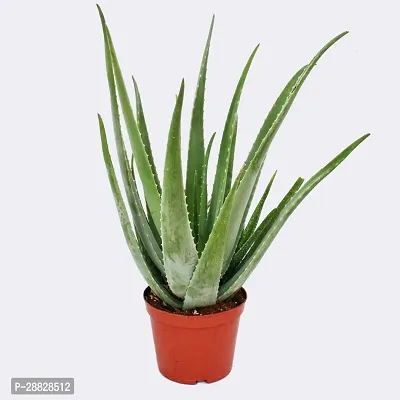 Baishnab  Aloe Vera Plant CF00042 Aloe Vera Plant-thumb0