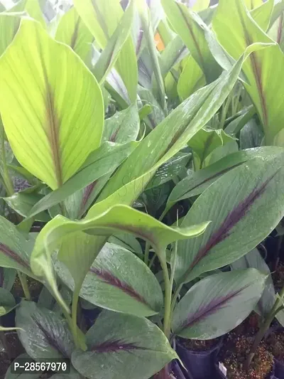 Baishnab Turmeric Plant turmeric95-thumb0