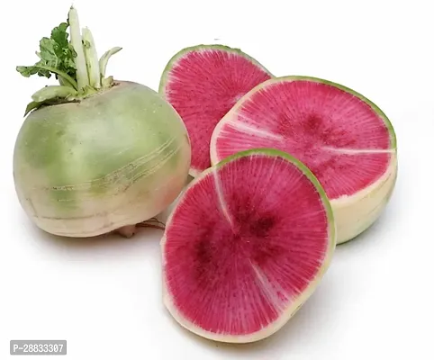 Baishnab Radish seed 100 per packet zx Watermelon Radish Vegetable Seeds 100 Seed100PIECE