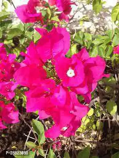 Baishnab  Bougainvillea plant CFO500 Baugainvill-thumb0