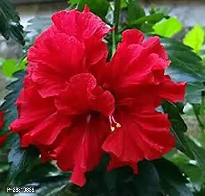 Baishnab  HIBI10 Hibiscus Plant-thumb0