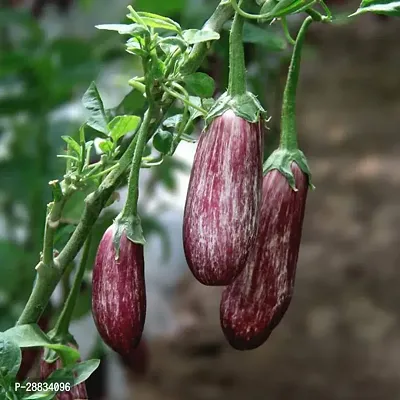 Baishnab Brinjal seeds 500 per packetColorful Long Eggplant Seeds Purple Solanum melongena500PIECE