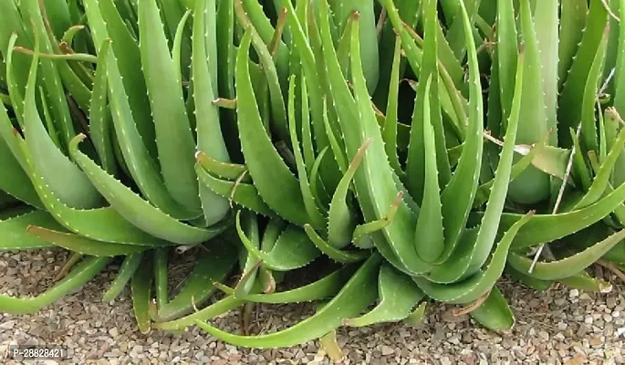 Baishnab  aloevera plant 9521 Aloe Vera Plant-thumb0