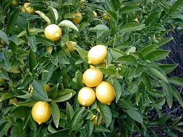 Baishnab Lemon Plant Live Indian pati LemonNimbuNimboo Fruit Plant-thumb1