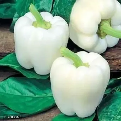 Baishnab capsicum seed sskjvCapsicum White Wonder Seeds200PIECE