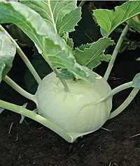 Baishnab Kohlrabi 60 per packet rbKnol Khol F1 Hybrid Vegetable Seeds   K1106460PIECE-thumb1