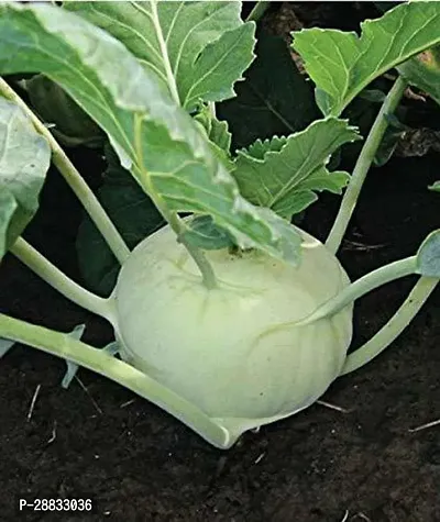 Baishnab Kohlrabi 60 per packet rbKnol Khol F1 Hybrid Vegetable Seeds   K1106460PIECE-thumb2