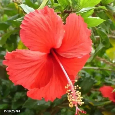 Baishnab  Hibiscus Red Plant CF70015 Hibiscus Pla