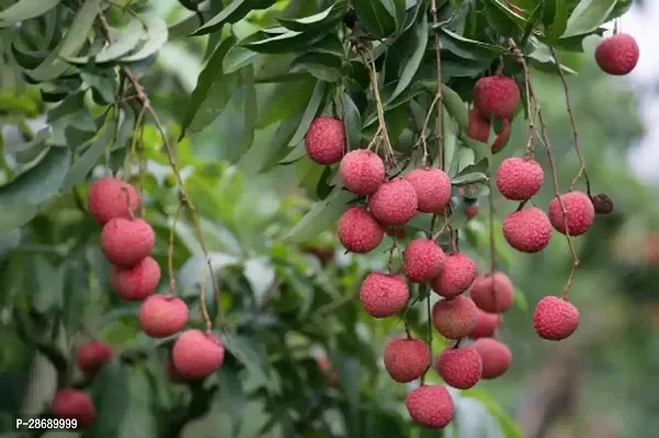 Baishnab Litchi Plant Grafted Sweet Tasty Hybrid Litchi Plant. X94-thumb0