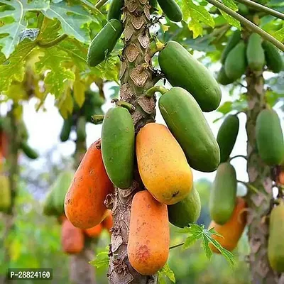 Baishnab  Papaya Papaya Plant