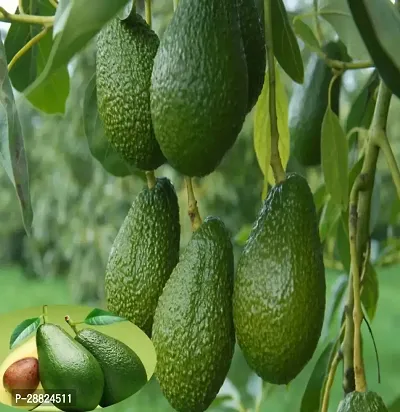 Baishnab  Avocado Plants Live PlantCF06 Avocado P-thumb0