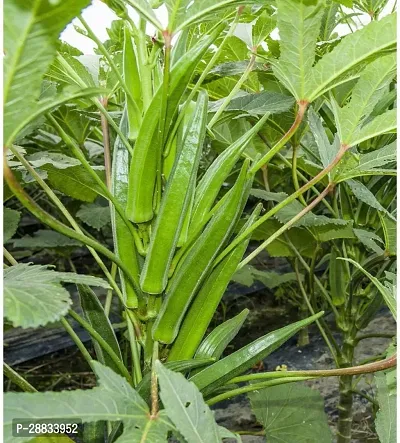 Baishnab Okra seed 100ps mc fgju100 Green Okra 822100PIECE-thumb0