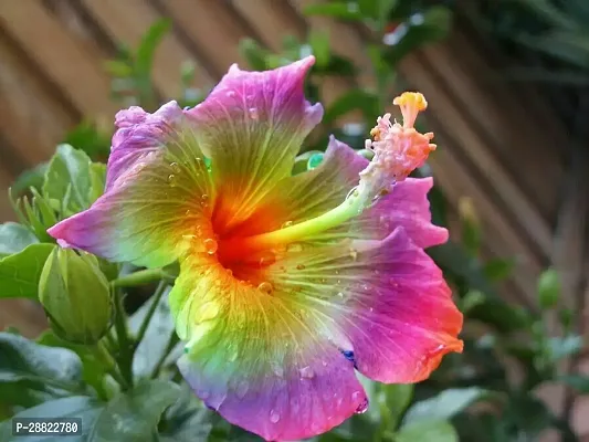 Baishnab  HIBISCUS FLOWER PLANTP5 Hibiscus Plant