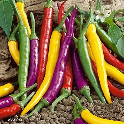 Baishnab Chilli seed 150 per packet iiiVegetable Seeds Chilli  Hungarian Yellow Wax Seeds   Chillies Yellow Seeds150PIECE