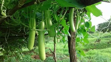 Baishnab Loki Seeds 100prpk wweCrony F1 Hybrid  Sharad Bottle Gourd Seeds100PIECE-thumb1