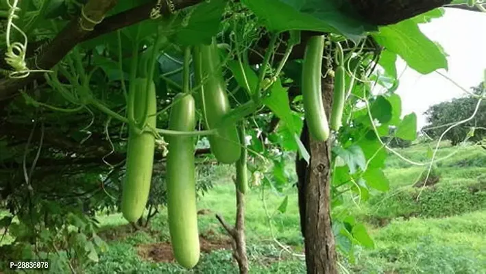 Baishnab Loki Seeds 100prpk wweCrony F1 Hybrid  Sharad Bottle Gourd Seeds100PIECE-thumb2