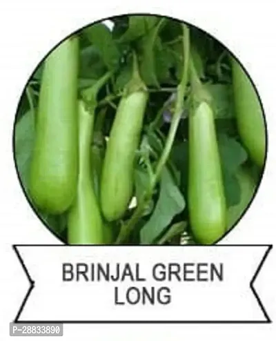 Baishnab Brinjal seeds 125 per packetF1 Hybrid Brinjal Green Long Seeds125 Seeds125PIECE