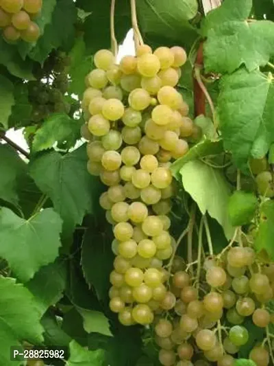 Baishnab  b411 Grapes Plant