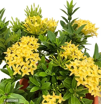 Baishnab  Ixora Yellow PlantChethi PlantCFA396