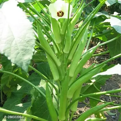 Baishnab vhindi sed 860 ps huiFresh Okra Clemson Spineless Okra Seeds Vegetable Seeds O102860PIECE