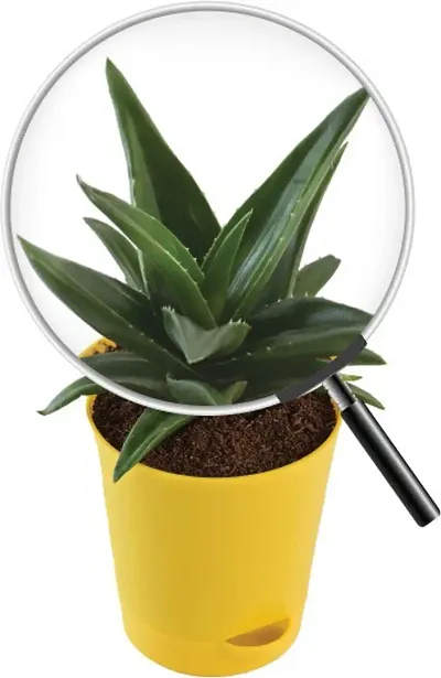 Trendy Plant & Planters 