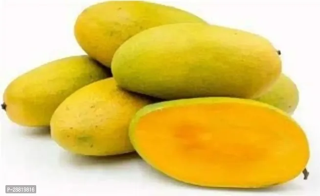 Baishnab  VG  DASHERI AAM  MANGO PLANT Mango Plan-thumb0