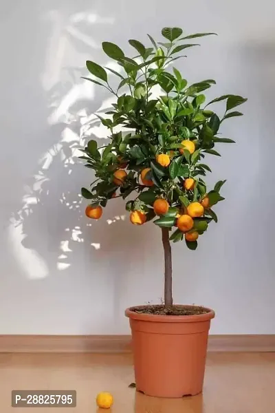 Baishnab  fa0111 Orange Plant