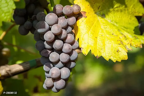 Baishnab Grapes Plant Black Grapes Plant