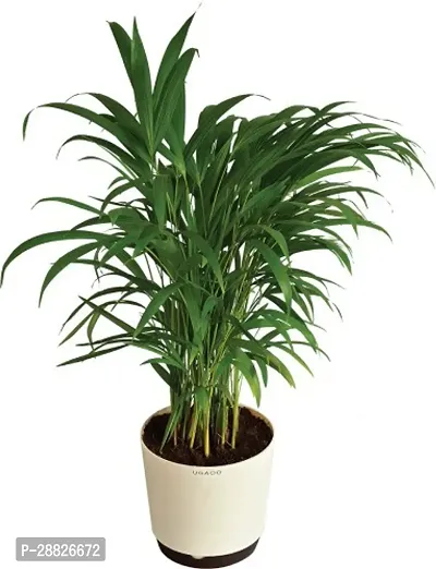 Baishnab  ARECA PLAM INDOOROUTDOOR92 Areca Plam-thumb0