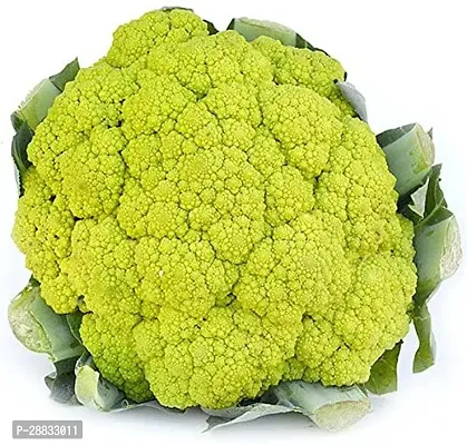 Baishnab GREEN Cauliflower seed310 per packet  rbGreen Cauliflower  Phol Gobhi  F1 Hybrid Vegetable Seeds   G58310PIECE