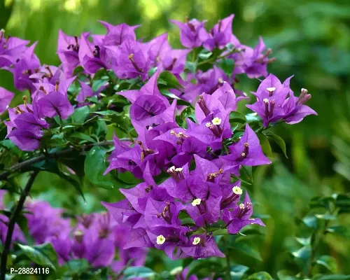 Baishnab  Bougainvillea Plant CF0006 Baugainville-thumb0