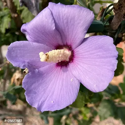 Baishnab  Hibiscus Blue Live Flower Plant CF42410-thumb0