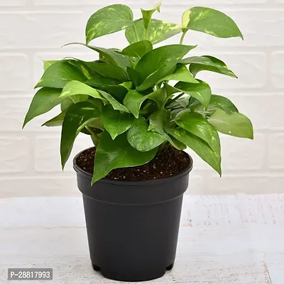 Baishnab  Good Luck Money Plant Indoor Pothos Green-thumb0