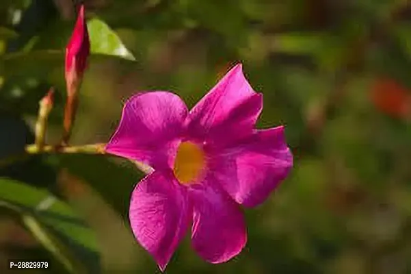 Baishnab  Mandevilla Deep Pink Flower Plant Mandevi-thumb0