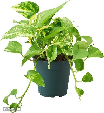 Baishnab  Pothos Plant 01 Pothos Plant