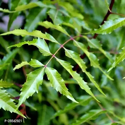 Baishnab Neem Plant GET NEEM-thumb2