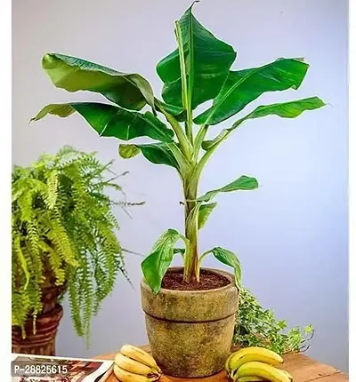 Baishnab  bbk1 Banana Plant-thumb0